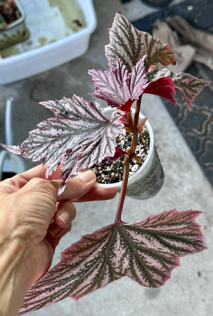 Begonia Pink Minx