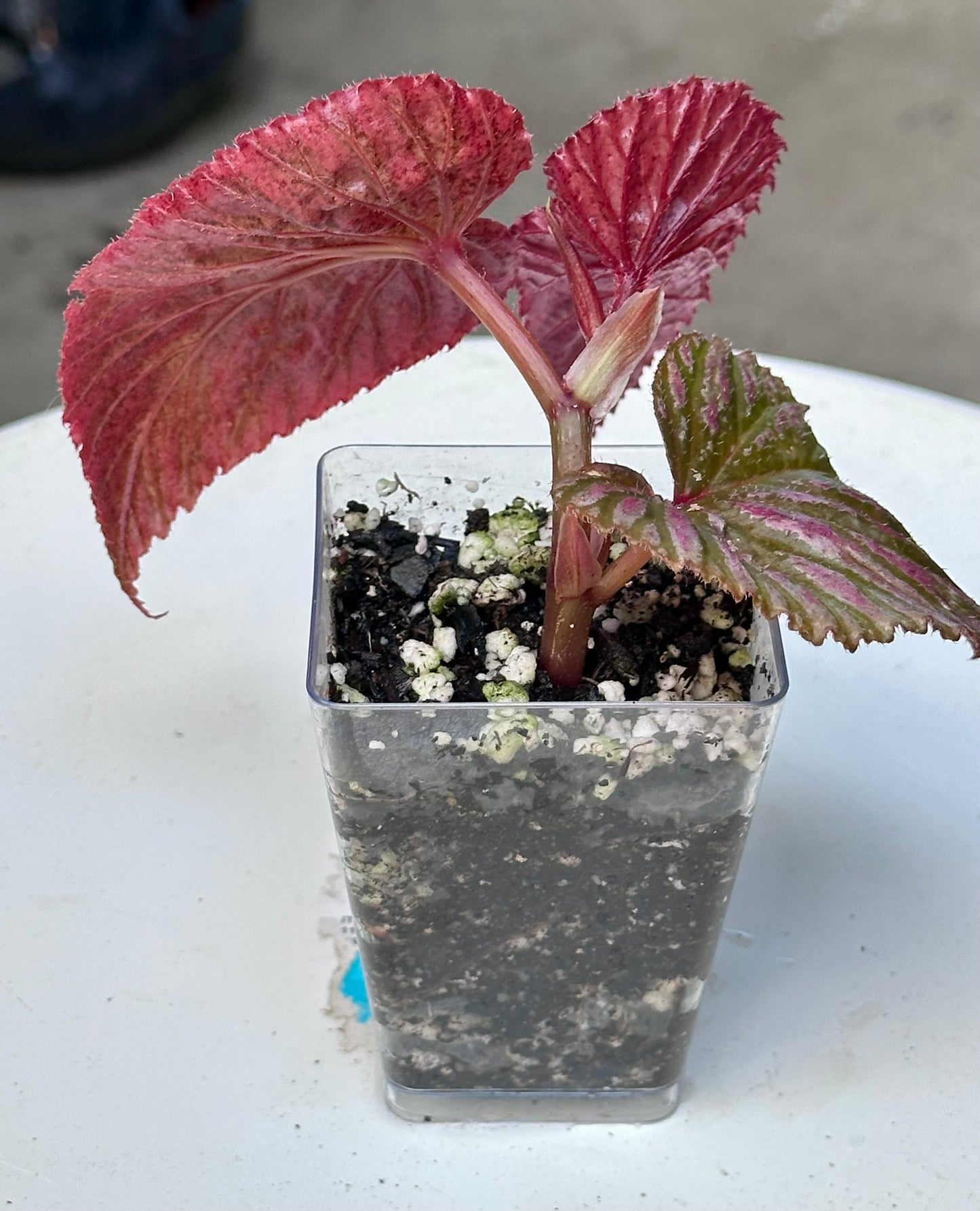 Begonia Brevirimosa Exotica