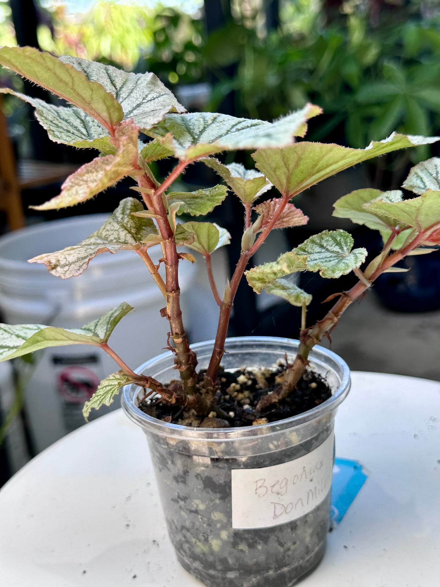 Frosty Begonia “Don Miller”
