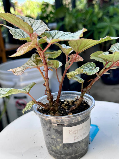 Frosty Begonia “Don Miller”