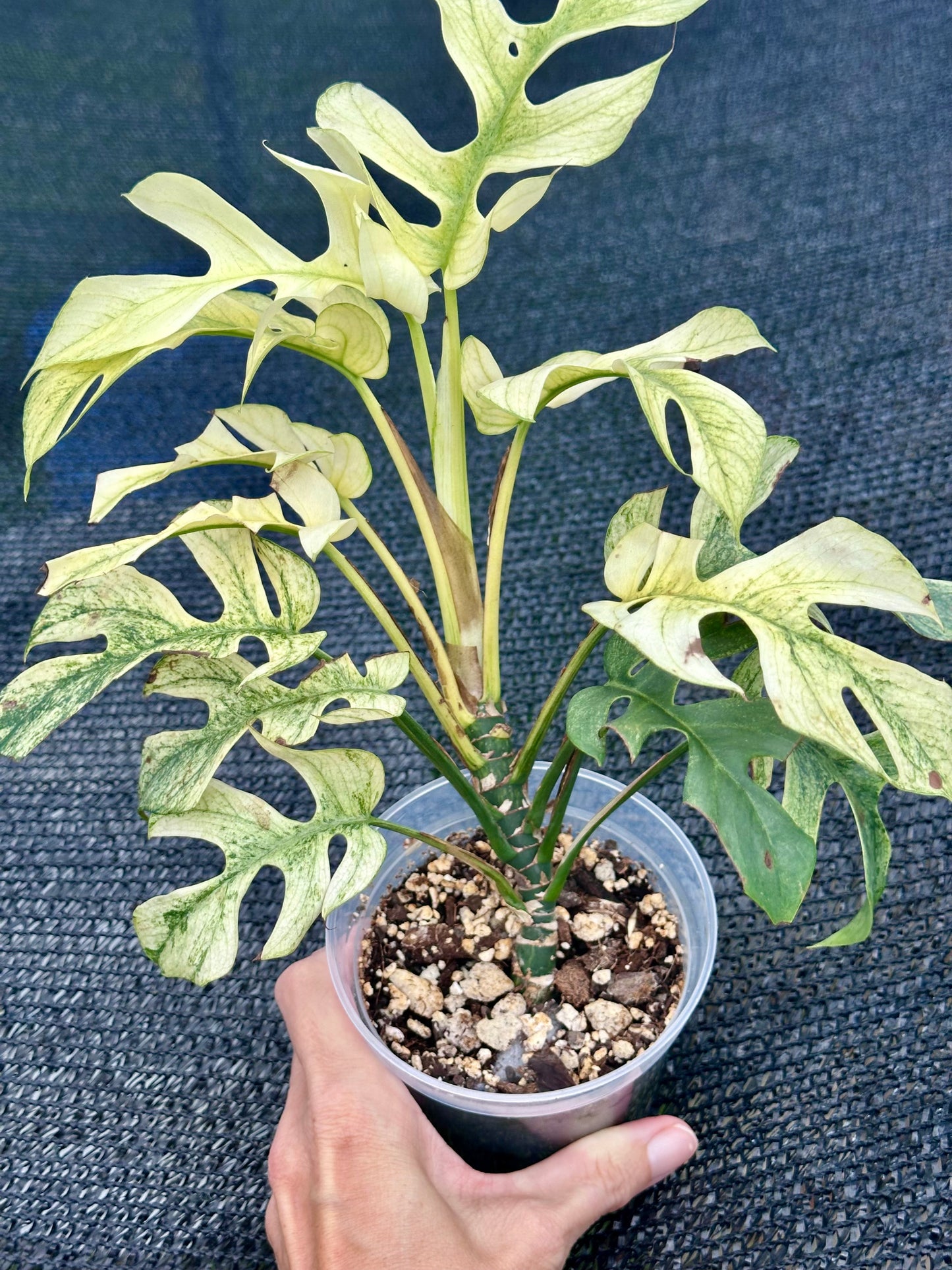 Rhaphidophora Tetrasperma “White Monster”