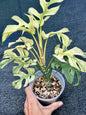 Rhaphidophora Tetrasperma “White Monster”