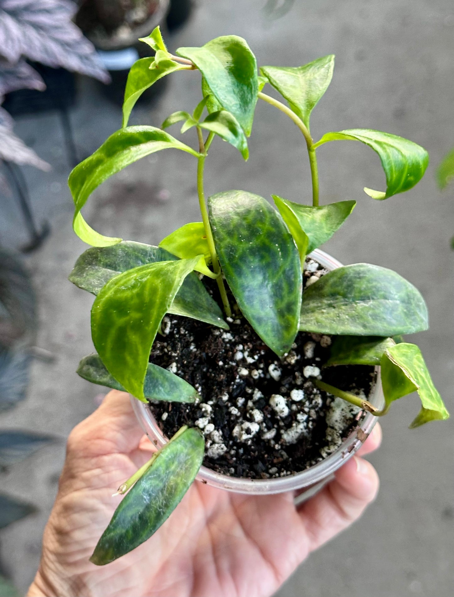Black Pagoda Lipstick Plant