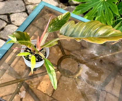 Philodendron Caramel Marble #2