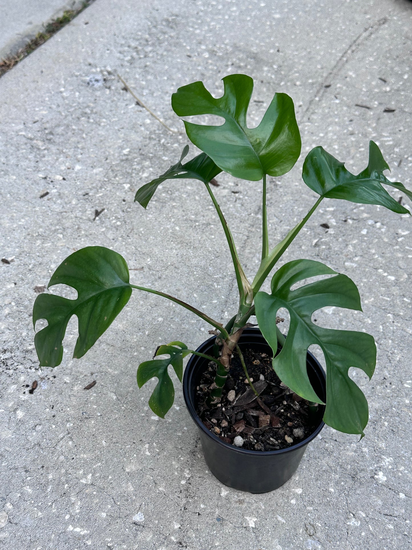 Rhaphidophora Tetrasperma 5in
