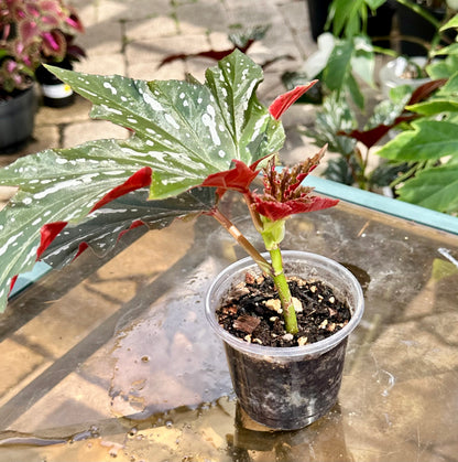 Lady Vanderwilt Begonia 4”