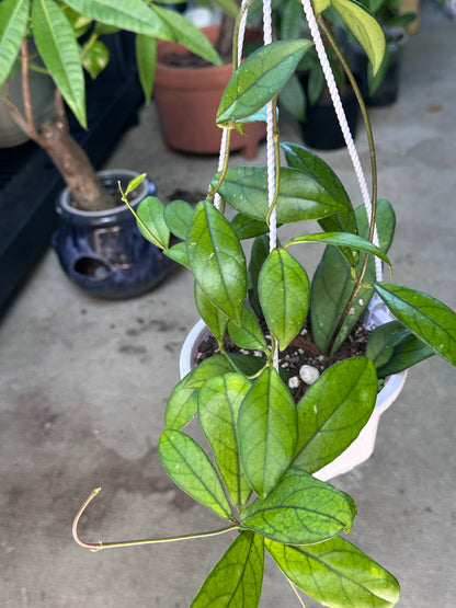 Hoya Crassipetiolata Splash