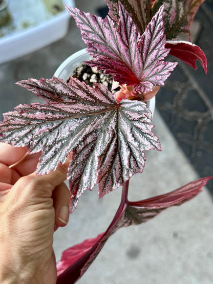 Begonia Pink Minx