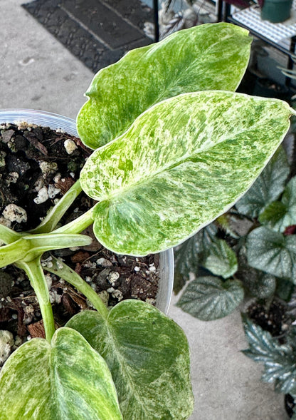 Philodendron Giganteum 'Blizzard'