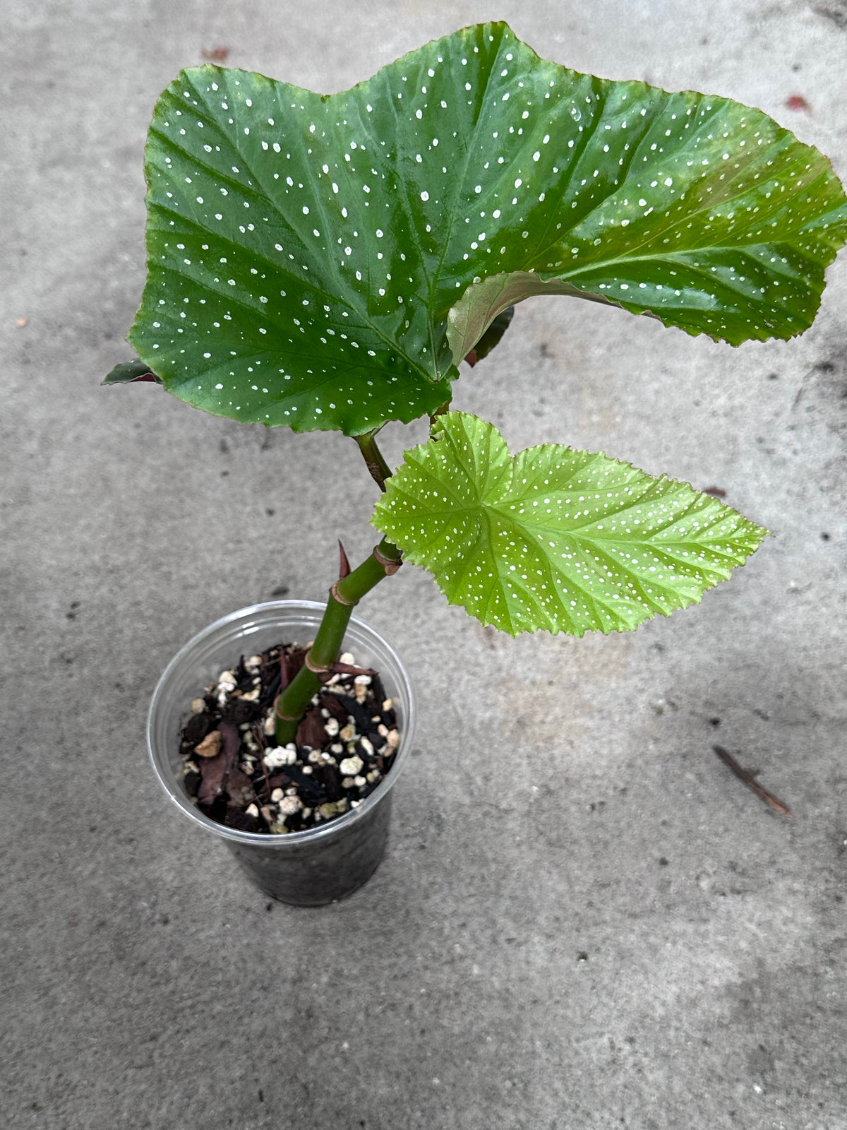 Begonia Lucerna | Rare Begonia Plant