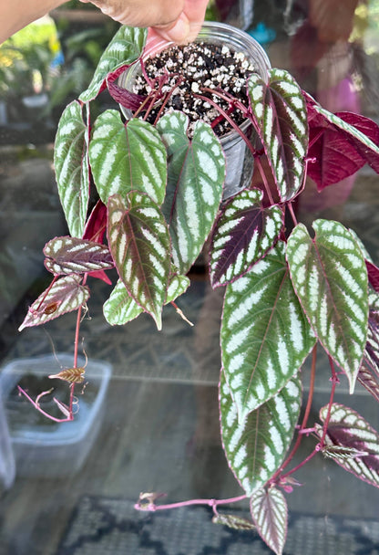 Cissus Discolor (Rex Begonia Vine)