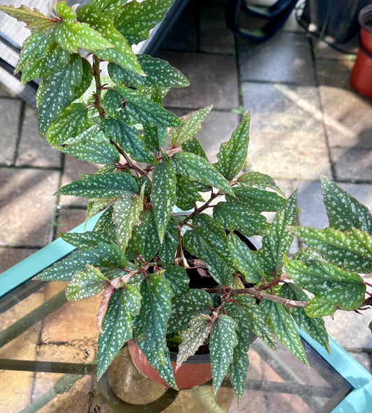 Begonia Medora 6”