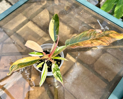 Caramel Marble Philodendron #3