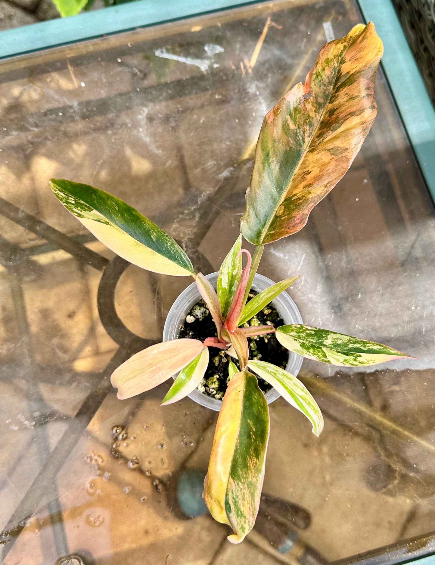 Caramel Marble Philodendron #3