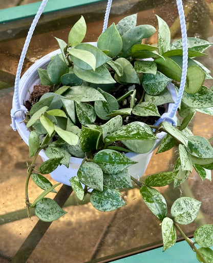 Hoya Krohniana 'Super Silver'