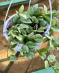 Hoya Krohniana 'Super Silver'