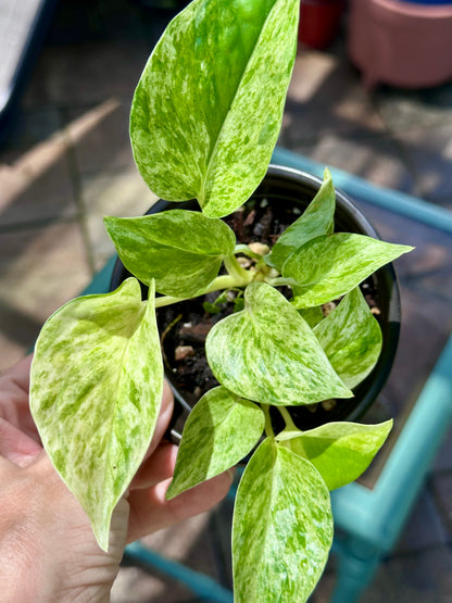 Marble Queen Pothos 4”