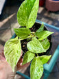Marble Queen Pothos 4”