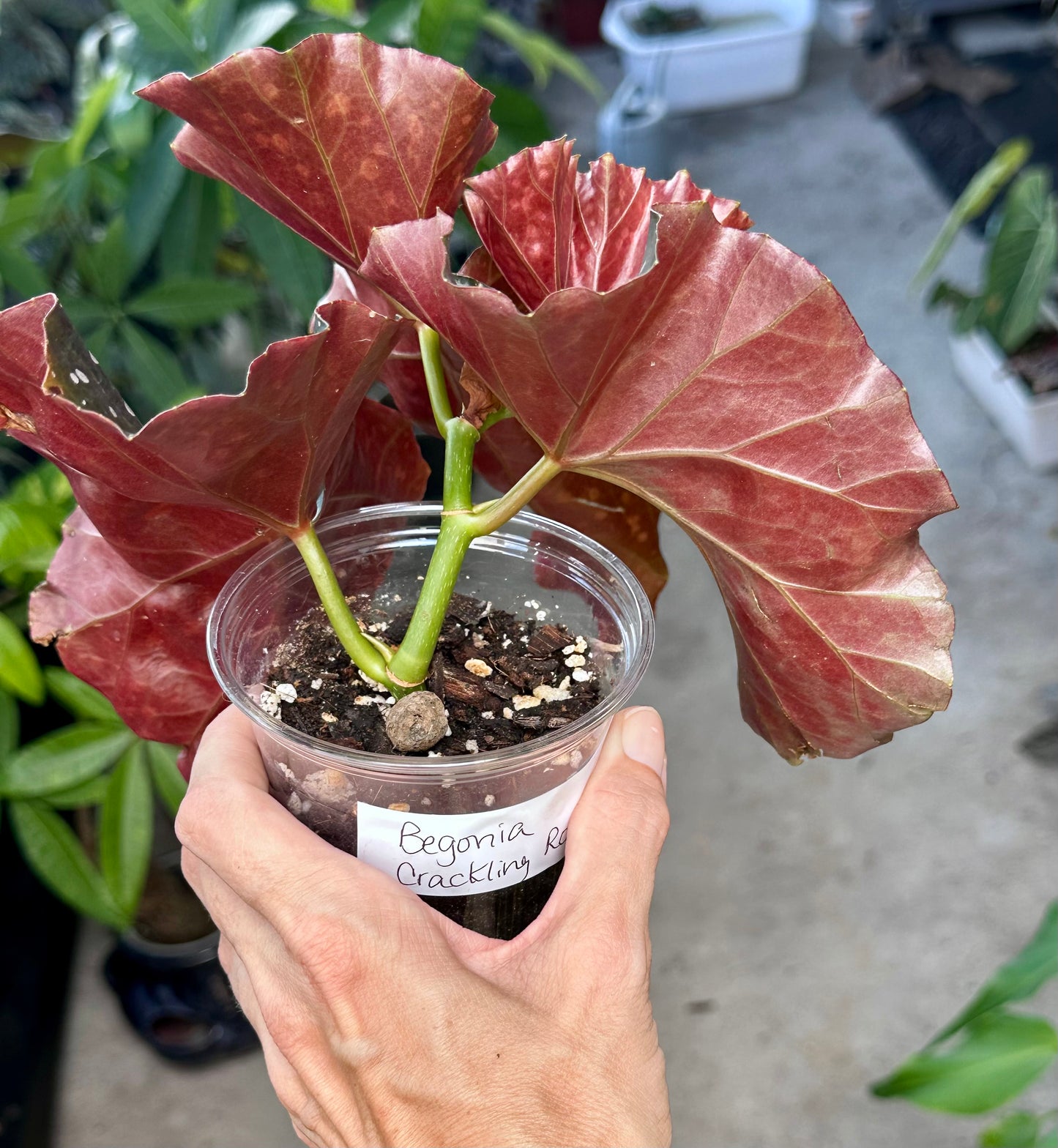 Begonia Crackling Rosie