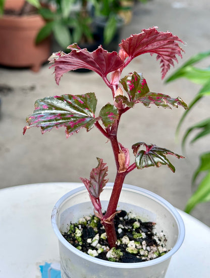 Begonia Serratipetala