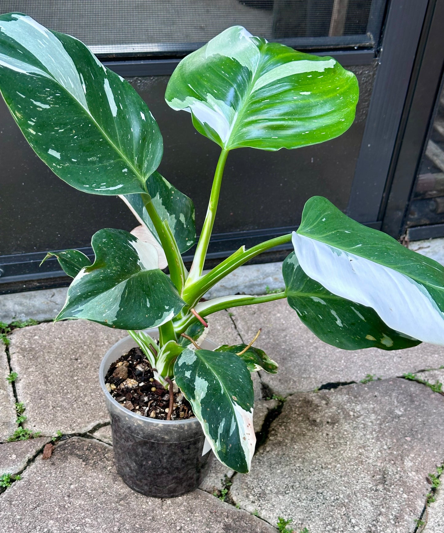 White Wizard Philodendron
