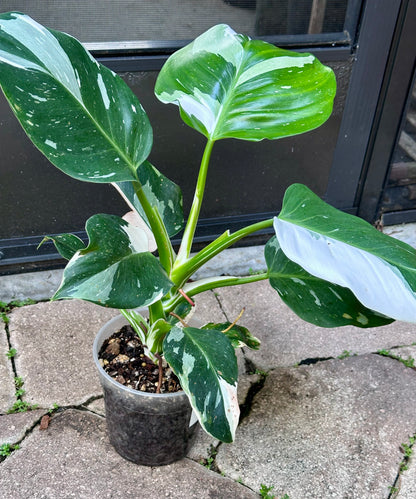 White Wizard Philodendron