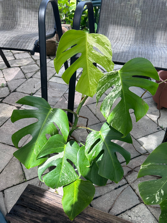 Monstera Deliciosa Albo