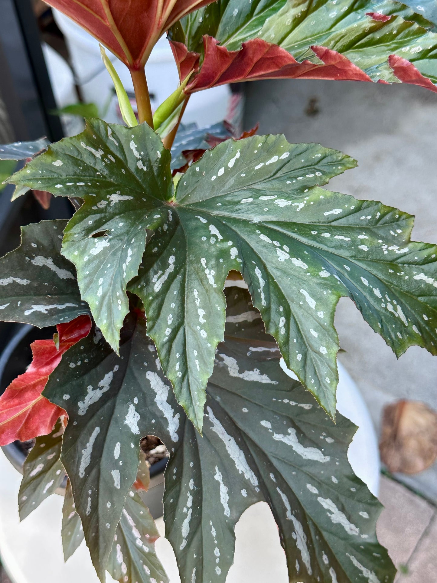 Lady Vanderwilt Begonia 5”