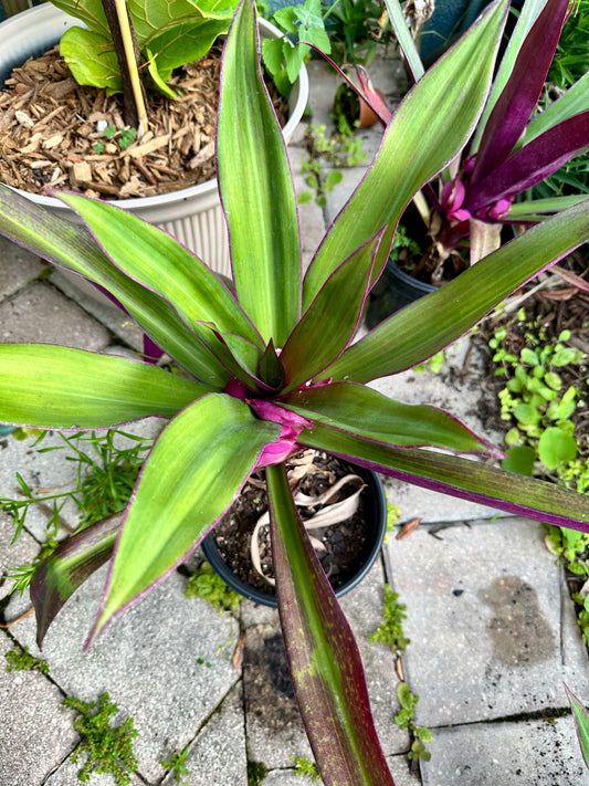 Oyster Plant (Tradescantia spathacea)