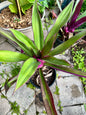 Oyster Plant (Tradescantia spathacea)
