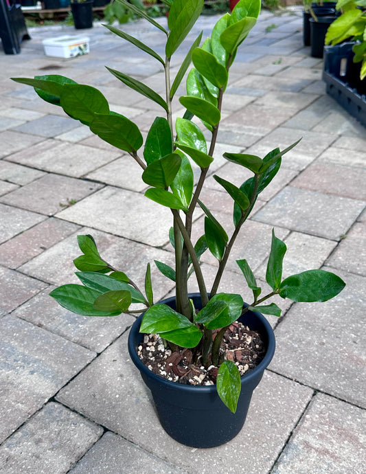 ZZ Plant