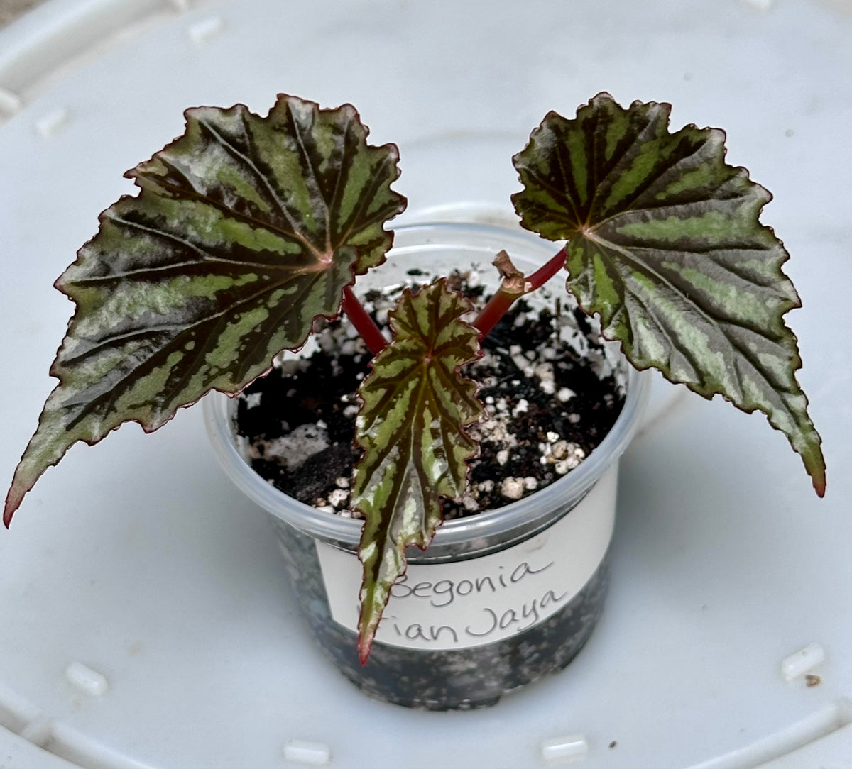 Begonia Irian Jaya (Begonia sp. U682)