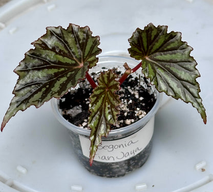 Begonia Irian Jaya (Begonia sp. U682)