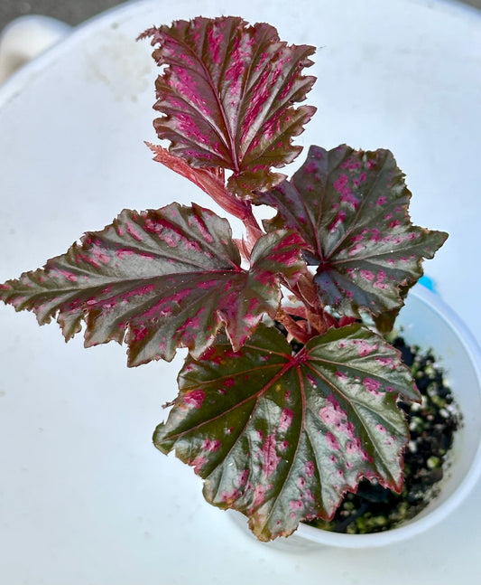 Begonia Serratipetala