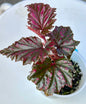 Begonia Serratipetala