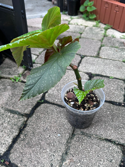 Begonia Lucerna | Rare Begonia Plant
