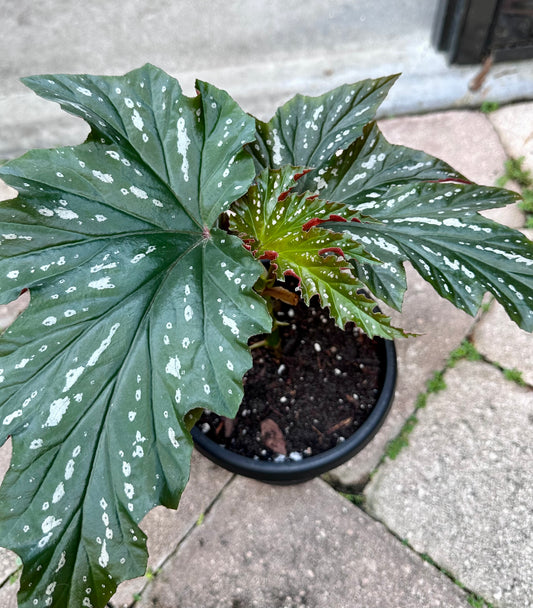 Lady Vanderwilt Begonia 6”
