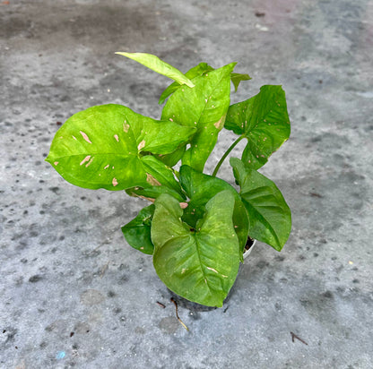 Syngonium “Pink Splash”