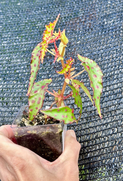 Begonia Amphioxus