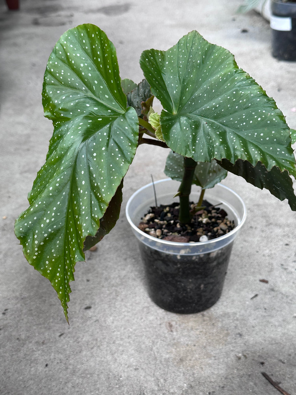 Begonia Lucerna | Rare Begonia Plant