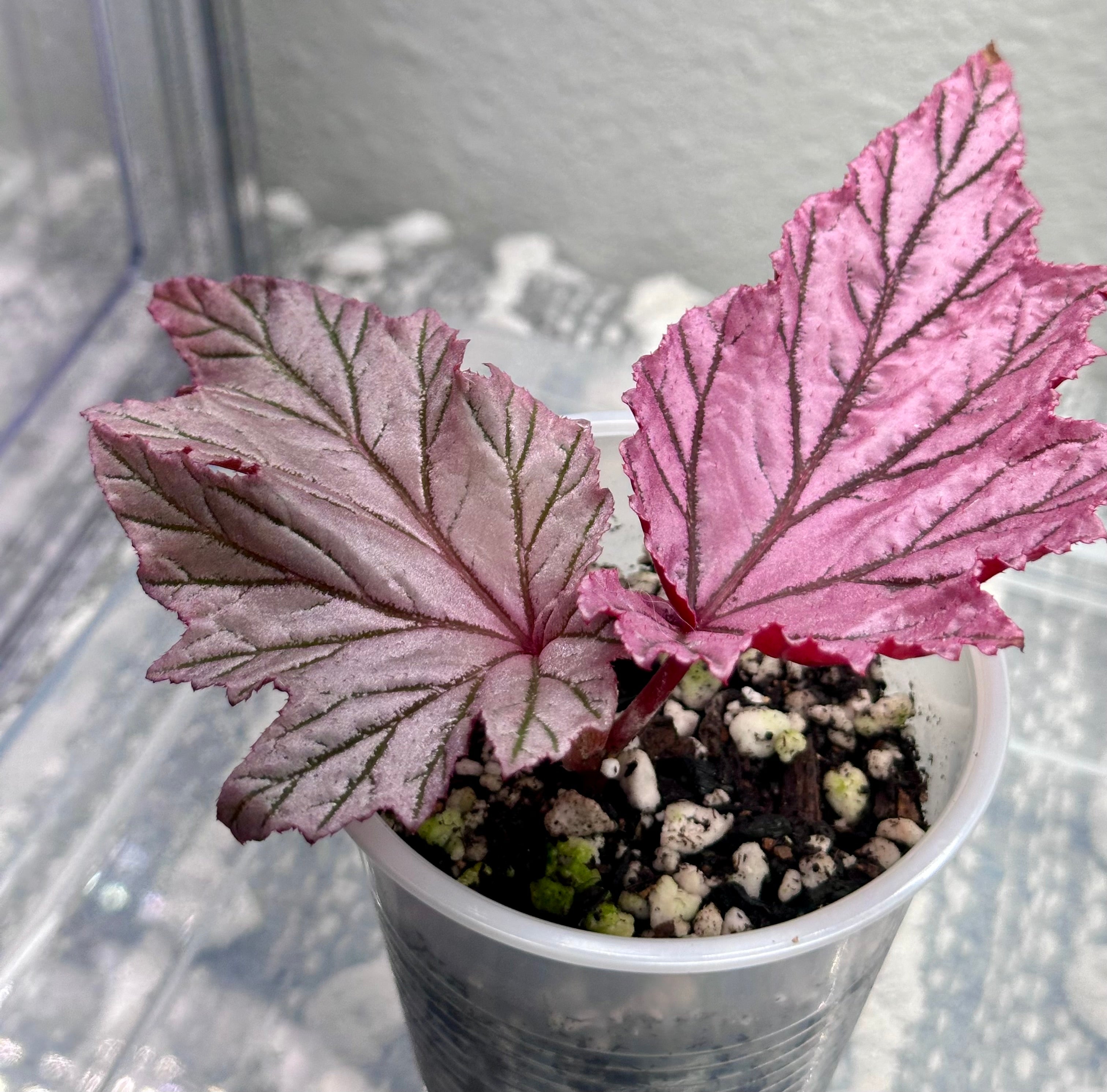 Begonia 'Lamoon' | Super Rare Florida‑Grown Begonia – Three Little
