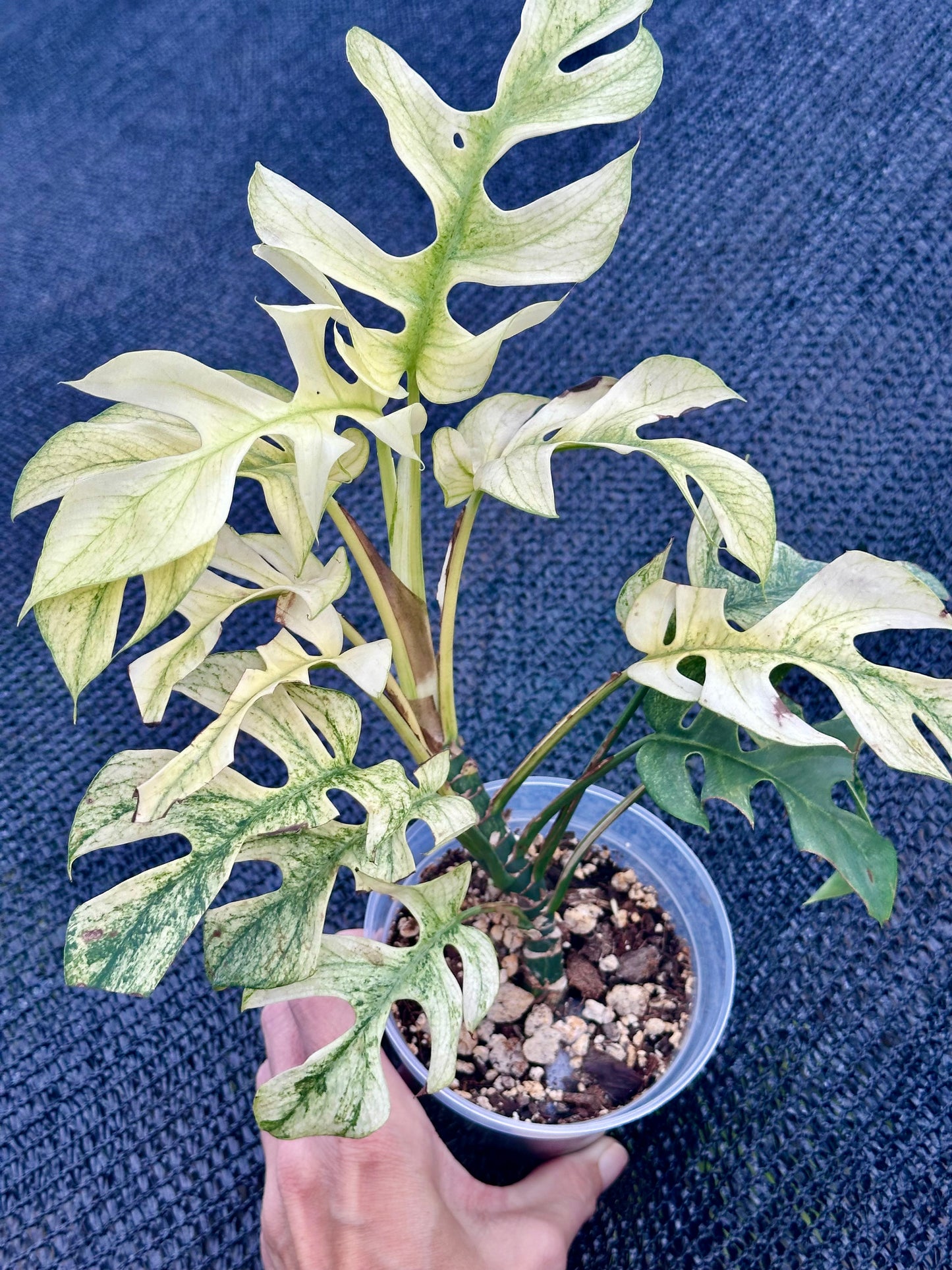 Rhaphidophora Tetrasperma “White Monster”