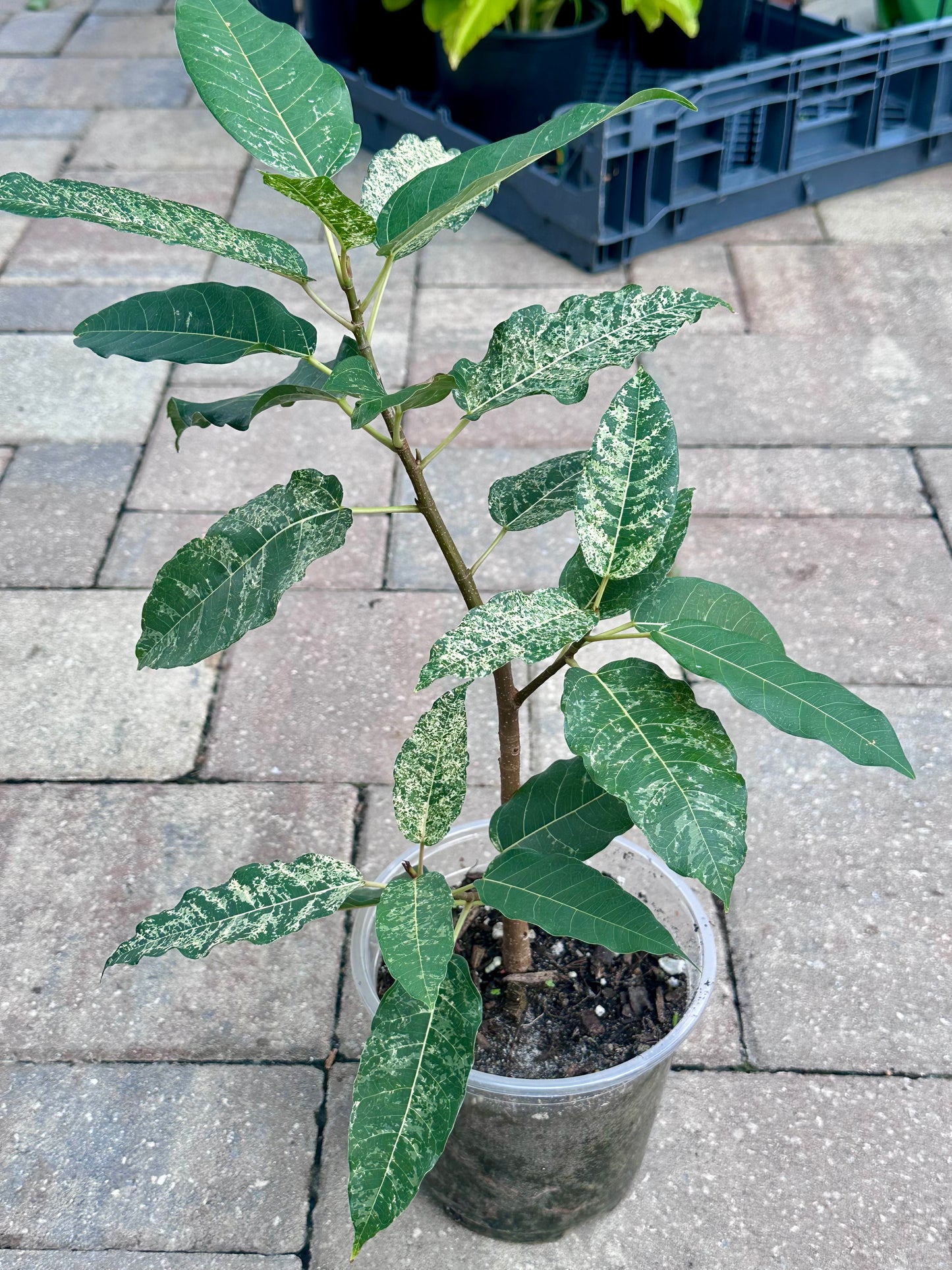 Clown Fig (Ficus aspera) 5”