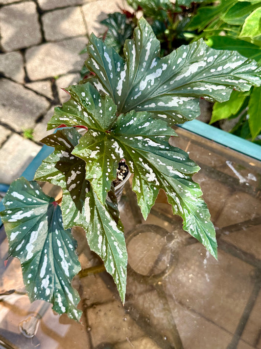 Lady Vanderwilt Begonia 4”