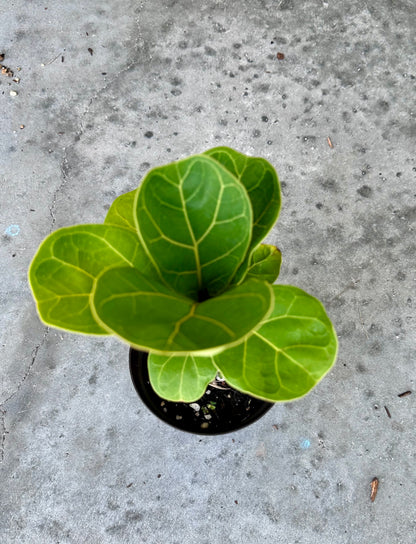 Dwarf Fiddle Leaf Fig (Ficus Lyrata)