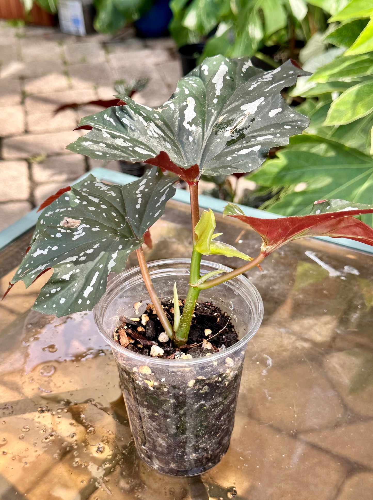 Lady Vanderwilt Begonia 4”