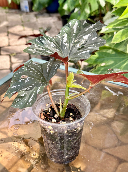 Lady Vanderwilt Begonia 4”