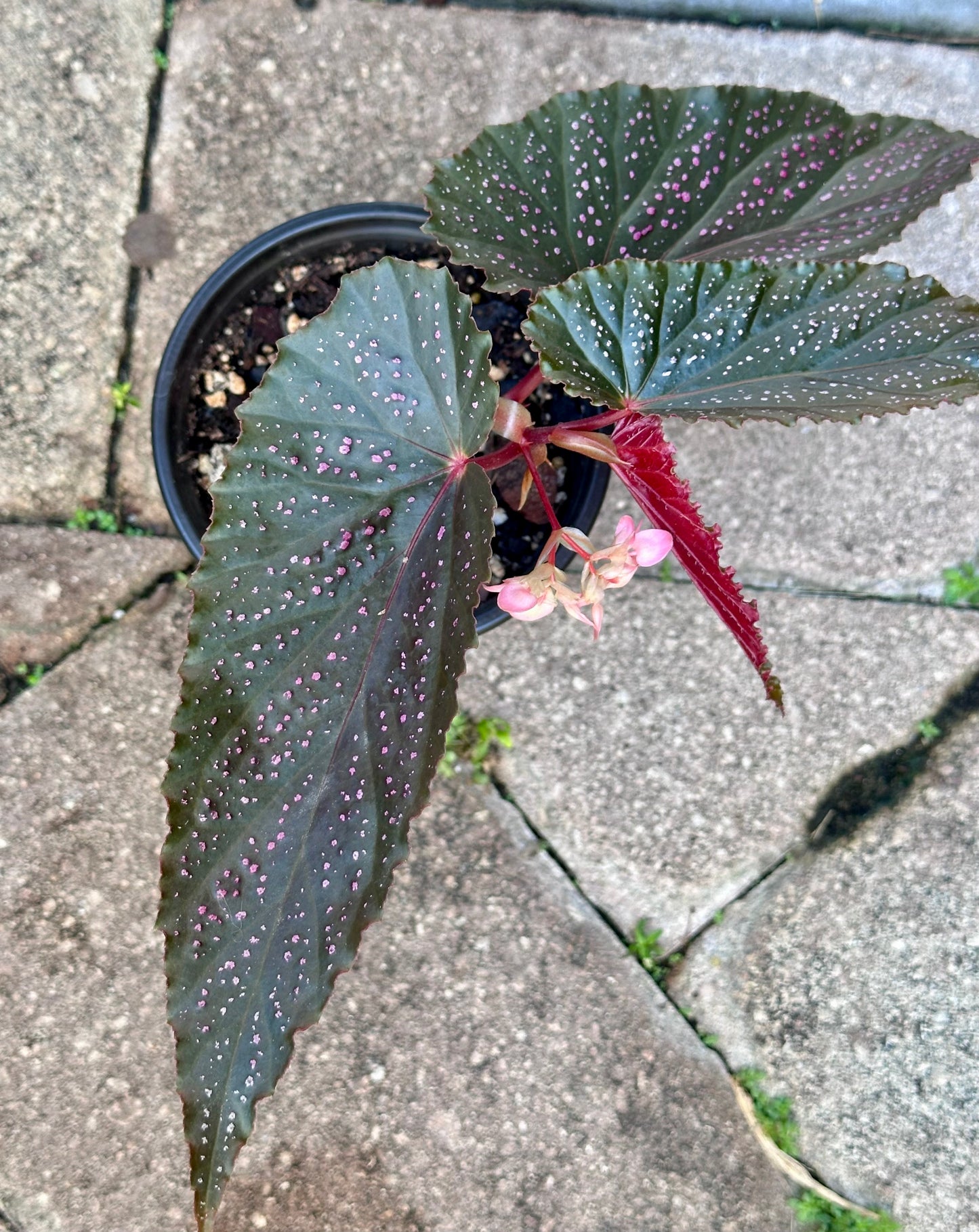 Begonia Benigo | Rare Begonia Plant