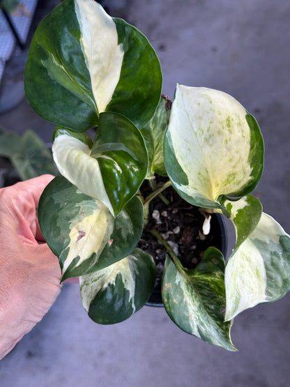 Manjula Pothos (Epipremnum aureum)