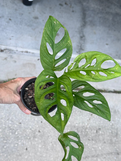 Monstera Adansonii